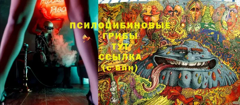 Галлюциногенные грибы Cubensis  Бугуруслан 